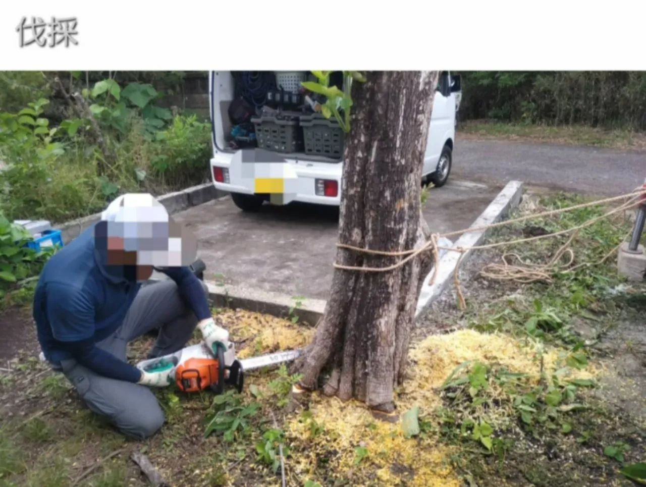 大きく育ちすぎた庭木を伐採している作業の様子。外構リフォームに合わせて行った庭木伐採の施工工程写真。
